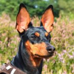 german pinscher