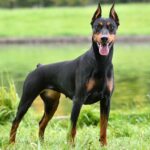 german pinscher