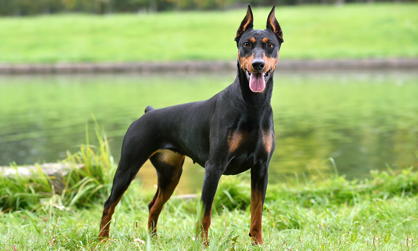 German Pinscher Breed: Characteristics, Care & Photos | Chewy