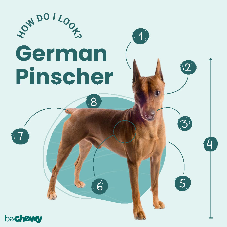 Photo of a German Pinscher