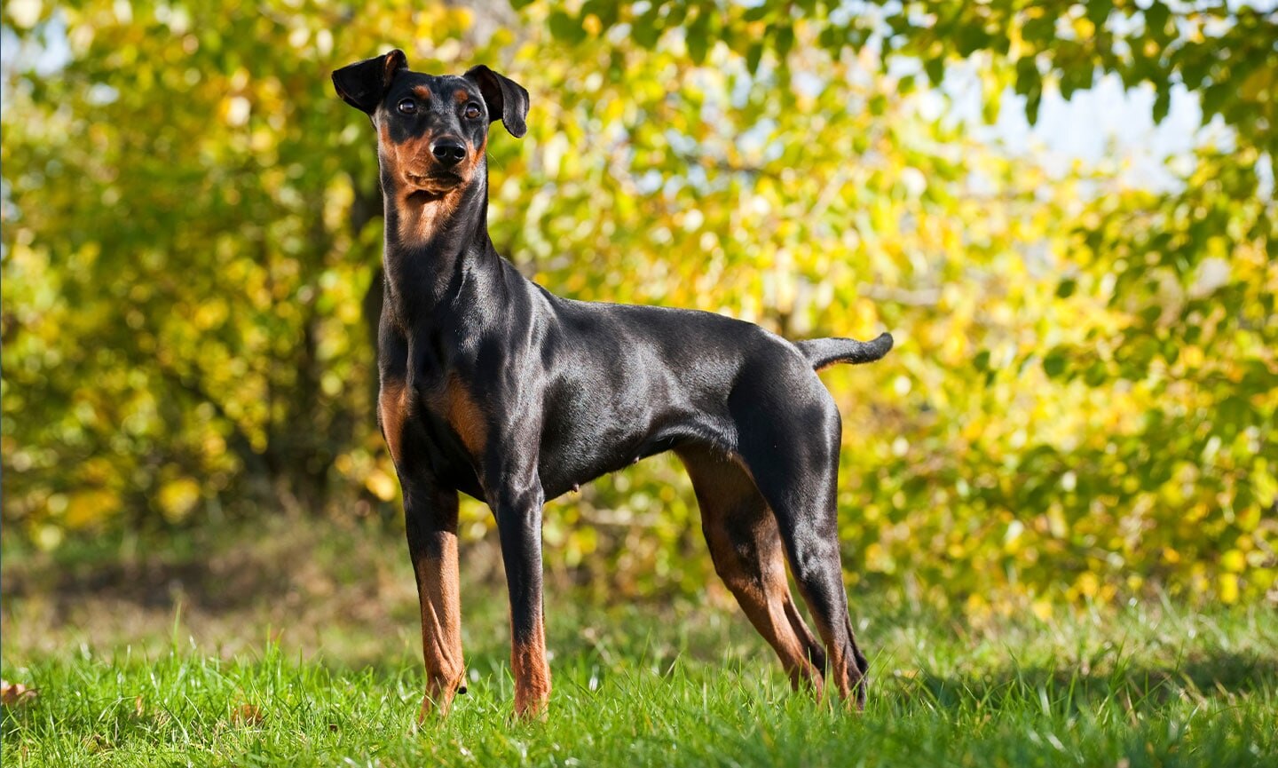 German Pinscher Breed Characteristics Care Photos Chewy