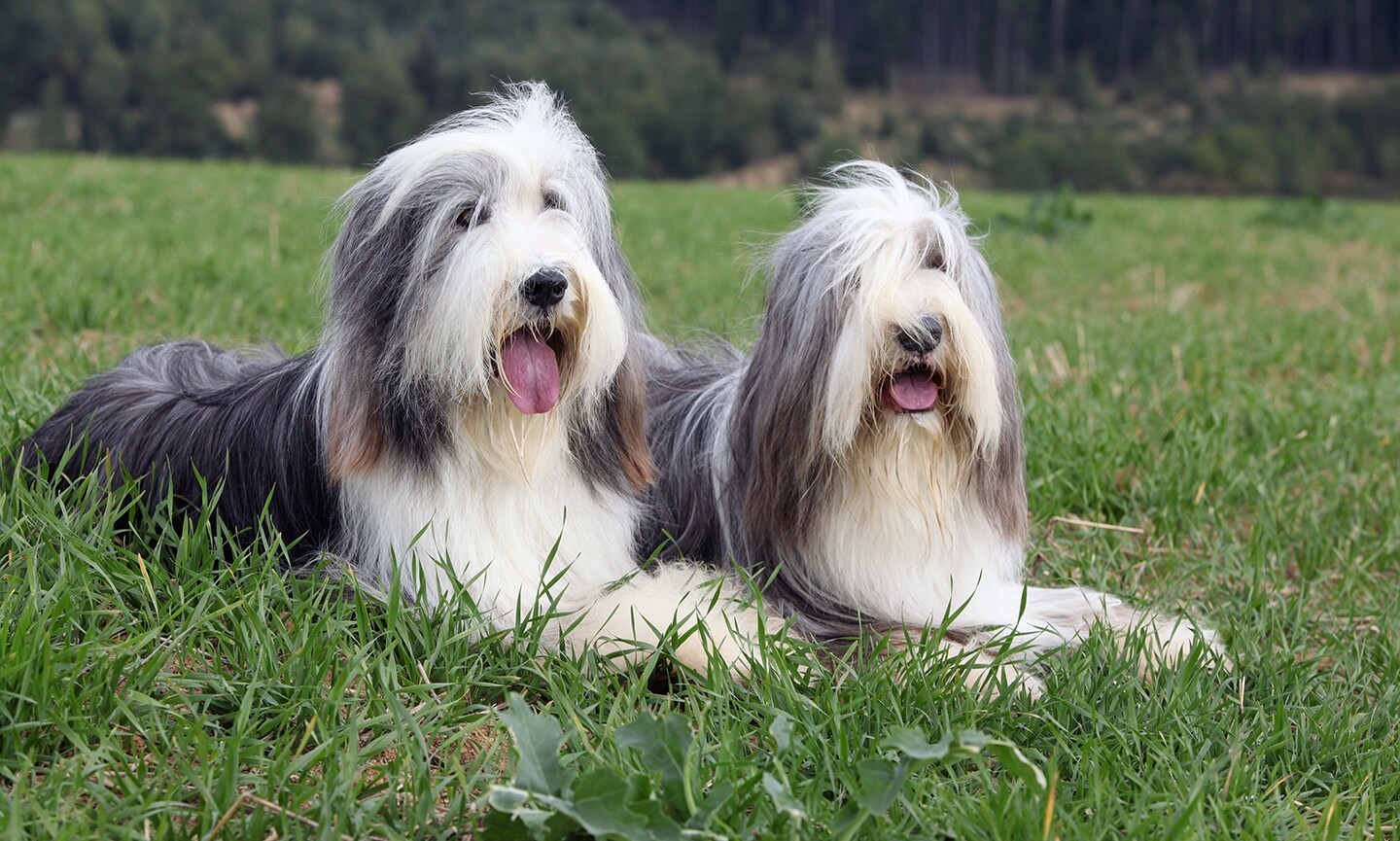 Bearded collie long hair dogs hotsell