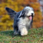 Bearded Collie Breed Characteristics Care Photos Chewy