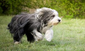 Bearded Collie