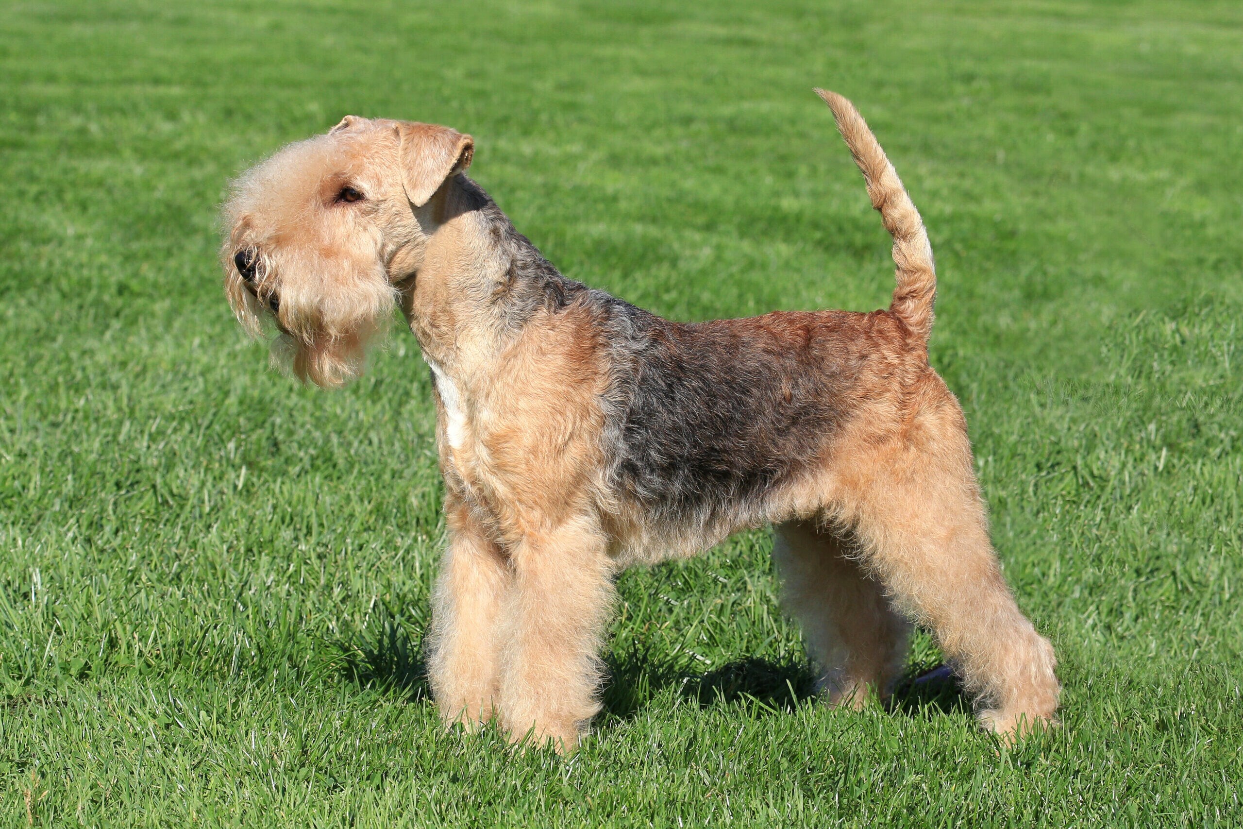 B lakeland fashion terrier puppies for