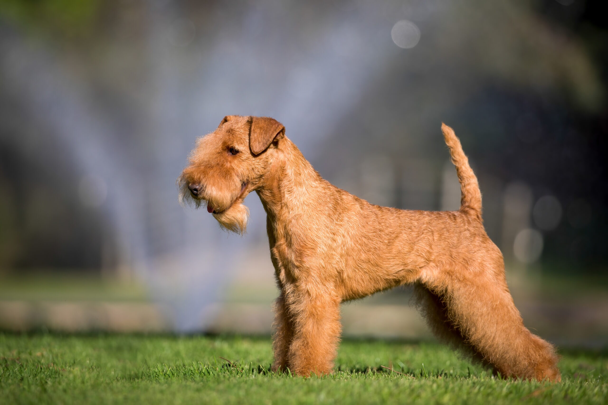 tan lakeland terrier sitting by a snowy log