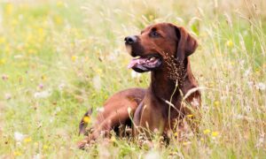 Redbone Coonhound