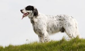 English Setter