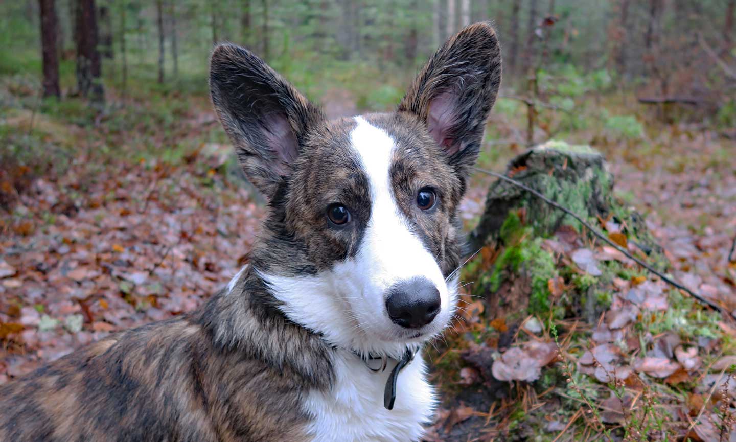 Cardigan Welsh Corgi Breed: Characteristics, Care & Photos | Chewy