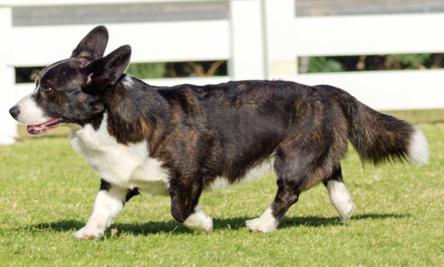 Cardigan welsh corgi colors brindle & white best sale