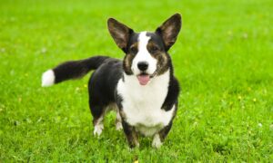 Cardigan Welsh Corgi