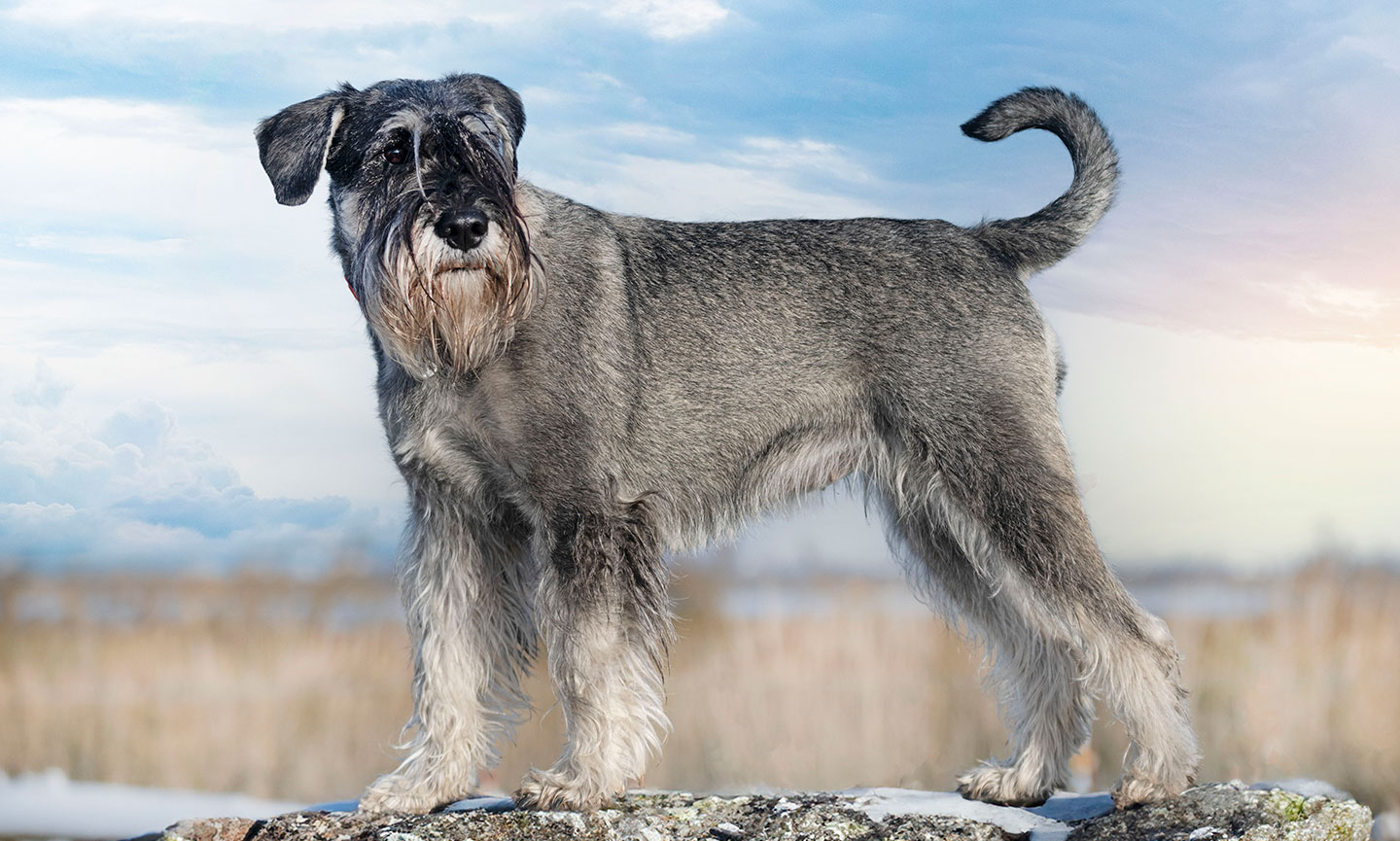 Standard shops schnauzer cost