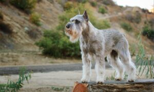 Standard Schnauzer