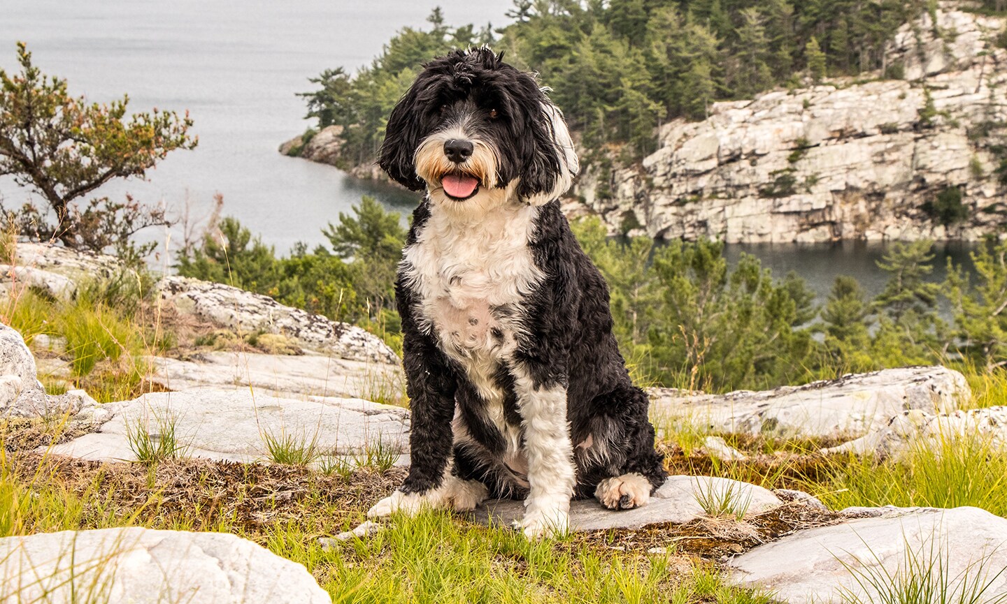 White portuguese water fashion dog