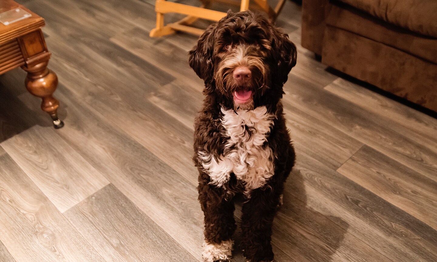 Portuguese water dog shedding big dogs hotsell