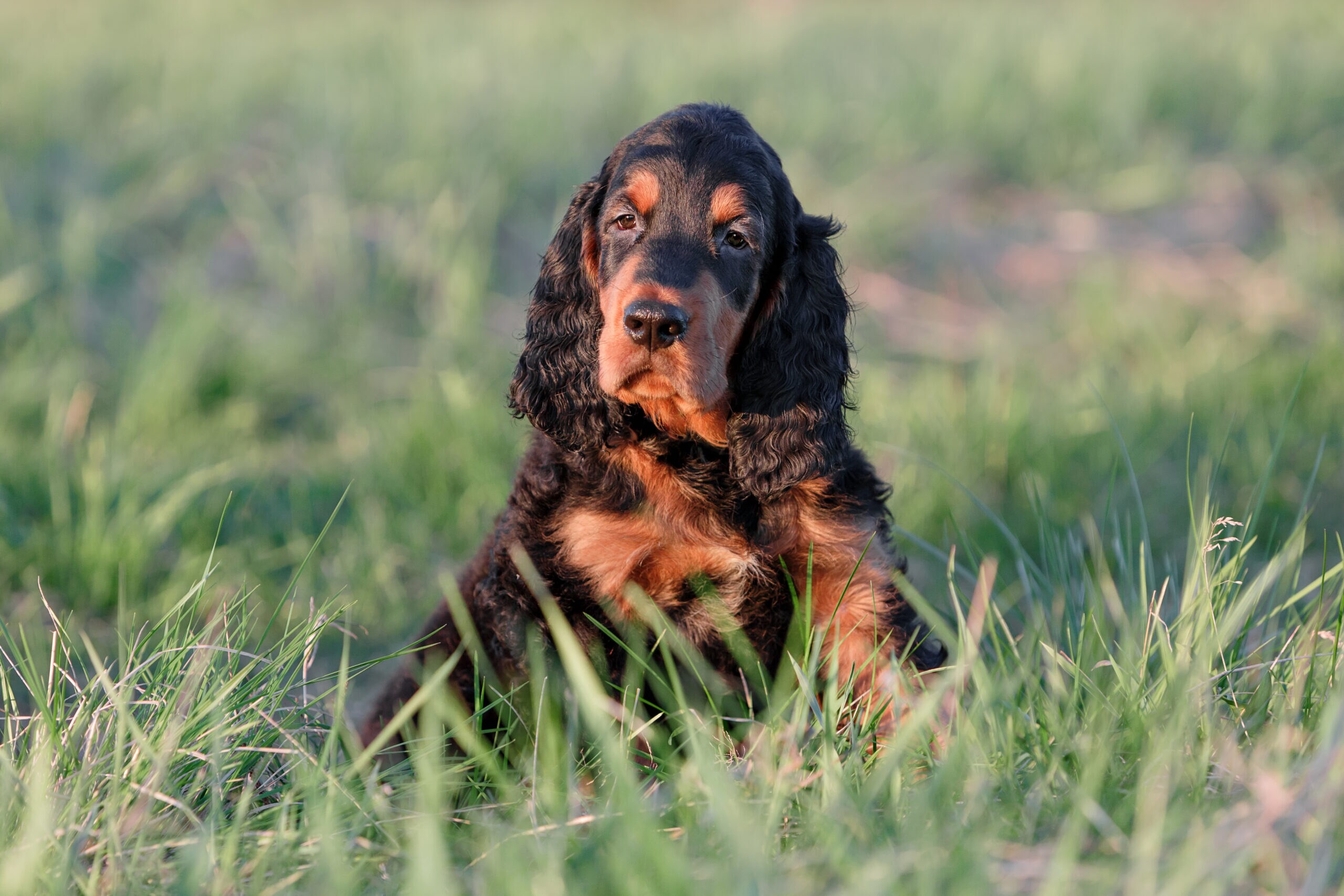 Gordon Setter Breed Characteristics Care Photos Chewy