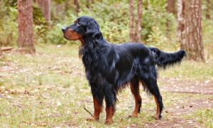 Gordon Setter