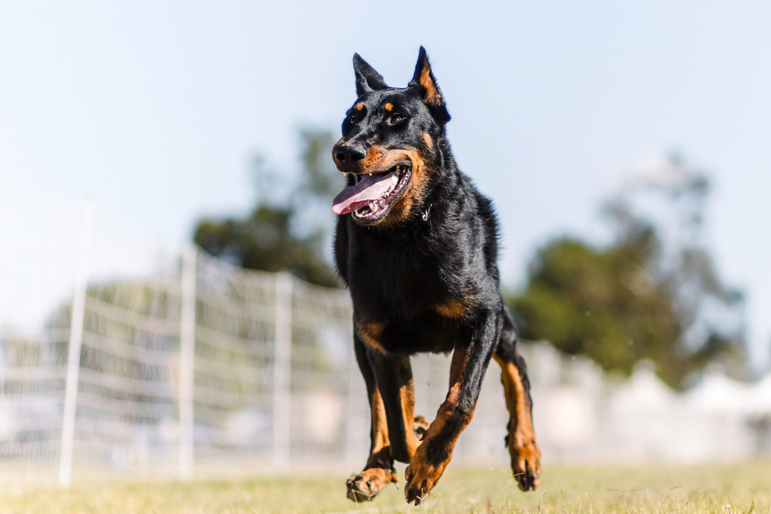 Beauceron shedding fashion