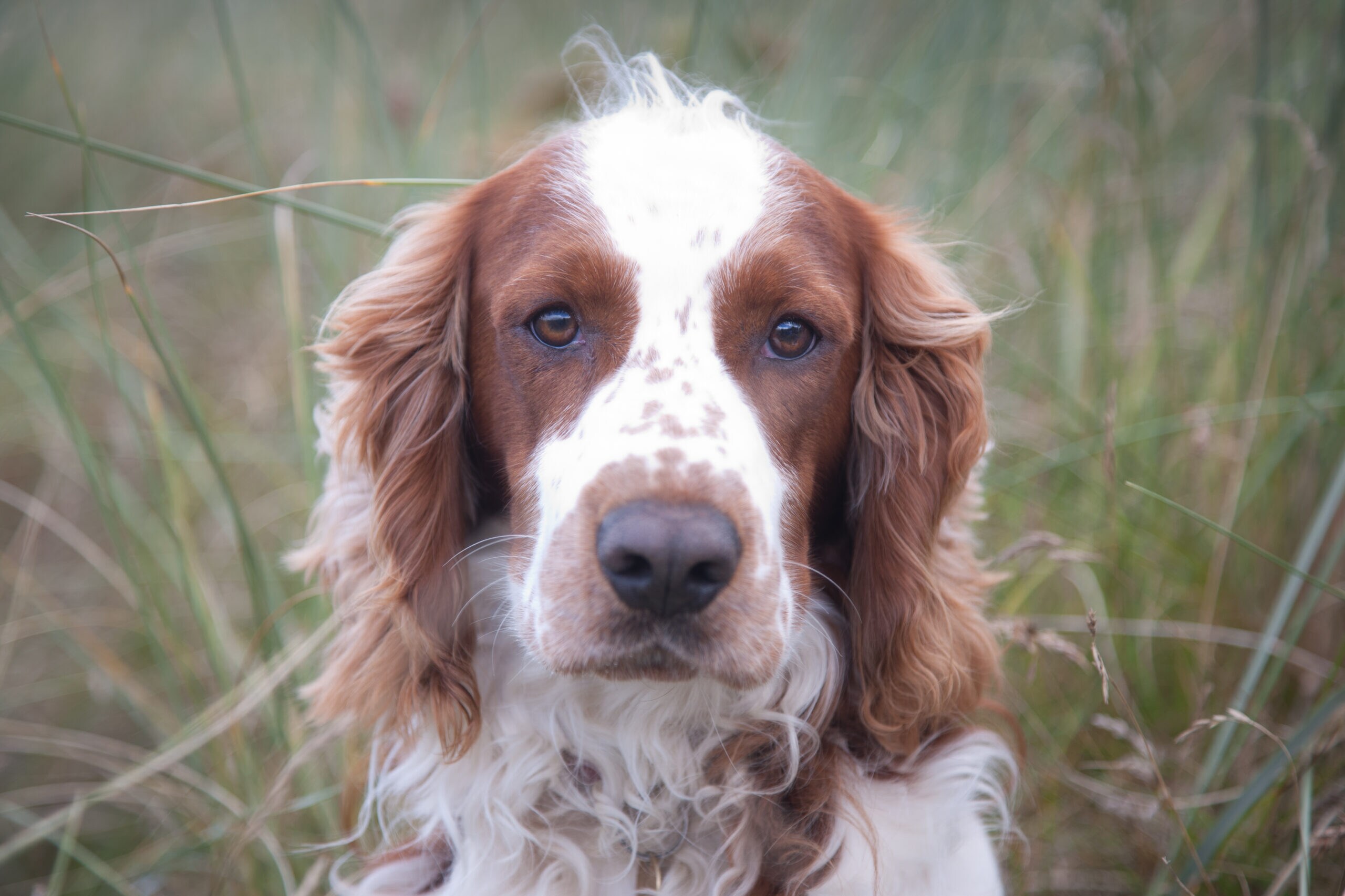 Fashion windywood welsh springer spaniels