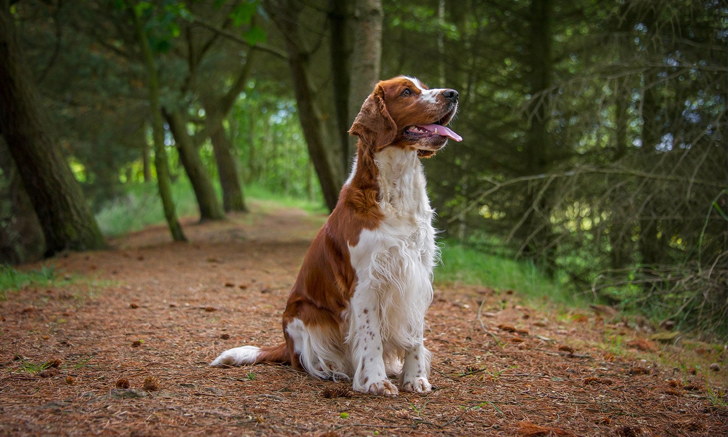 Fashion welsh springer spaniel pedigree database