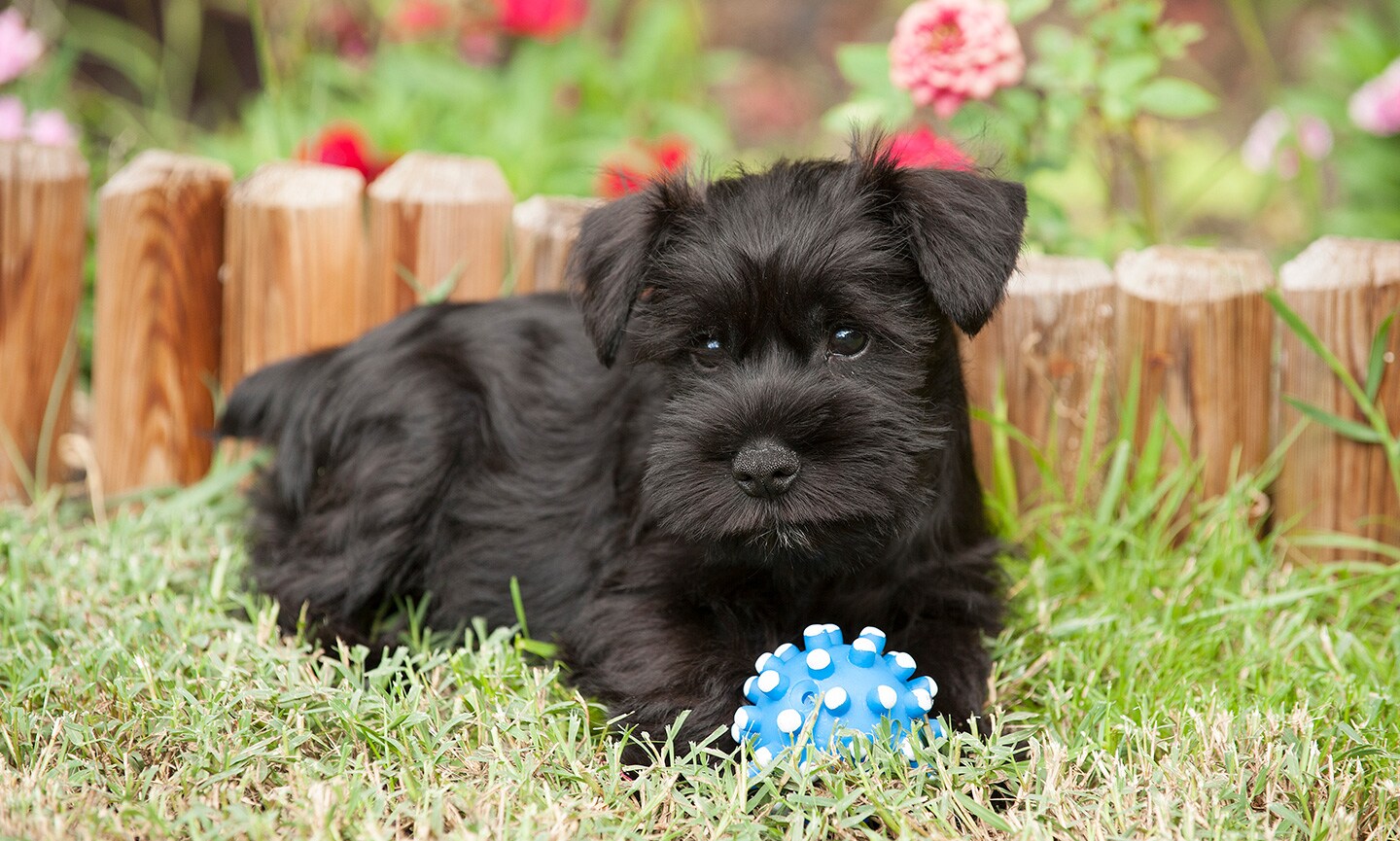 Show me a schnauzer dog fashion