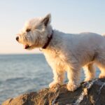 Photo of a West Highland White Terrier