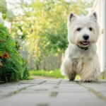 Photo of a West Highland White Terrier