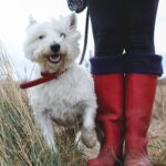 Photo of a West Highland White Terrier