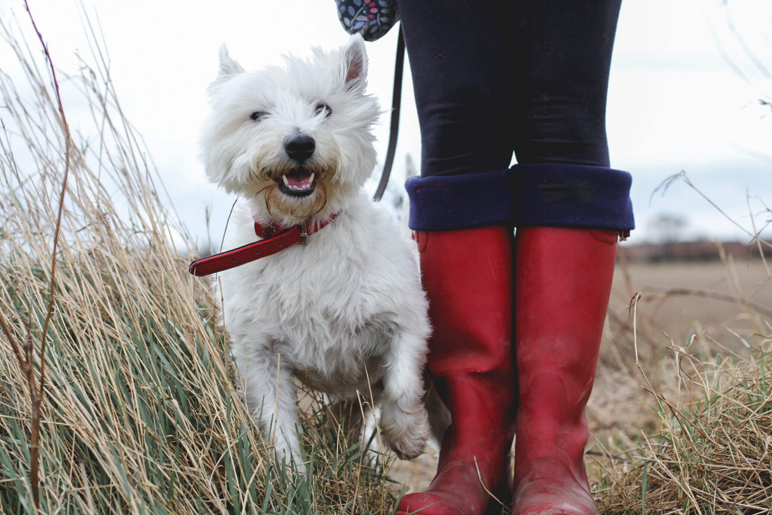 Wellington fashion terrier