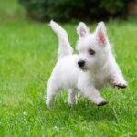 Photo of a West Highland White Terrier