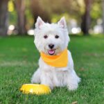 Photo of a West Highland White Terrier