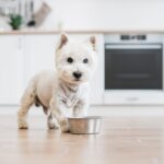 Photo of a West Highland White Terrier