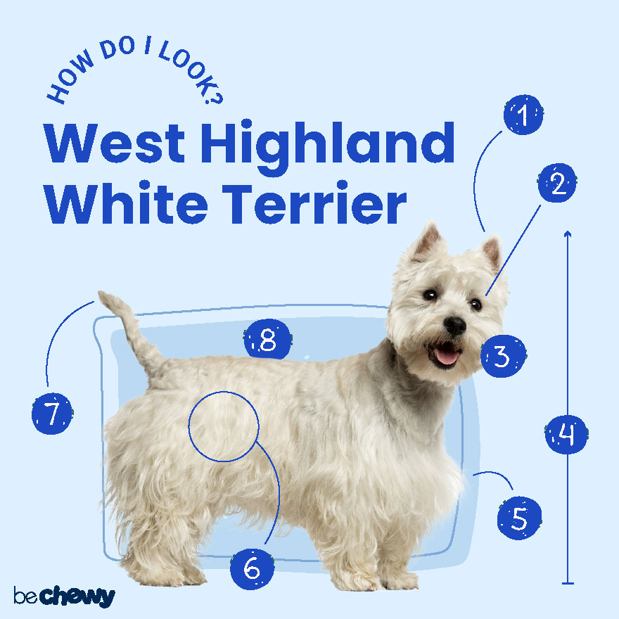 Photo of a West Highland White Terrier