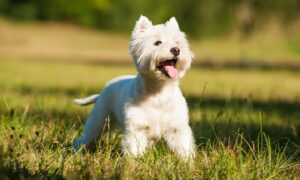 West Highland White Terrier