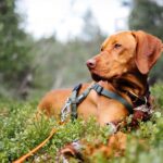 vizsla dog breed