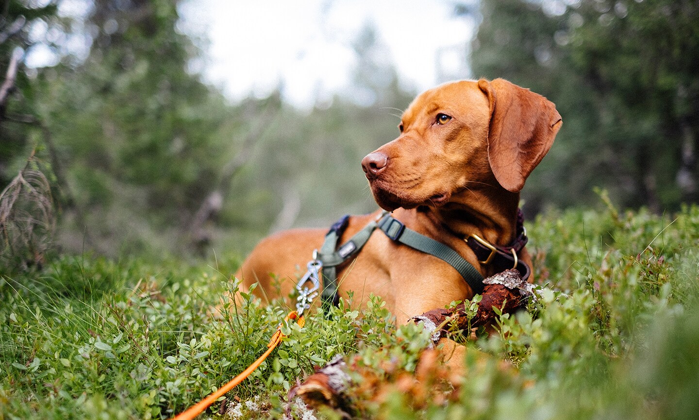 vizsla dog breed
