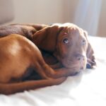 vizsla dog breed