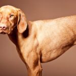 vizsla dog breed