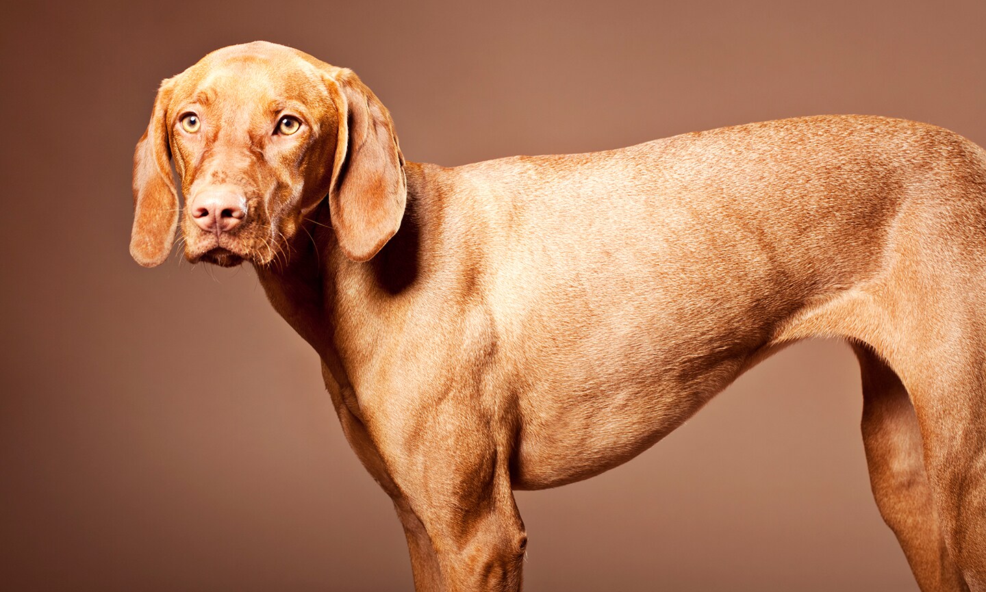 Vizsla dog fashion info