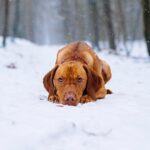 vizsla dog breed