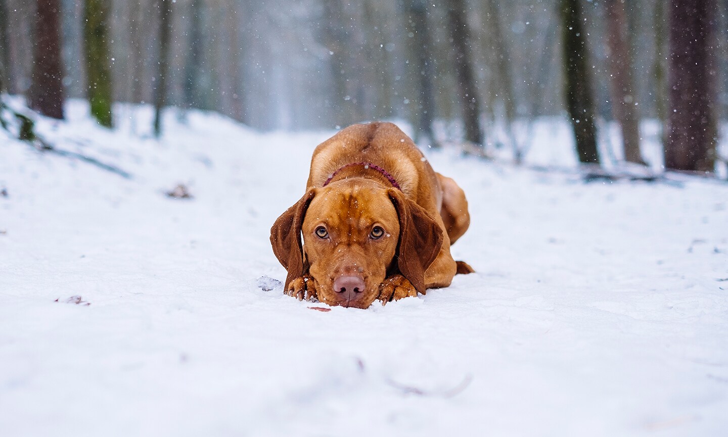vizsla dog breed