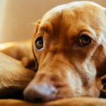 vizsla dog breed