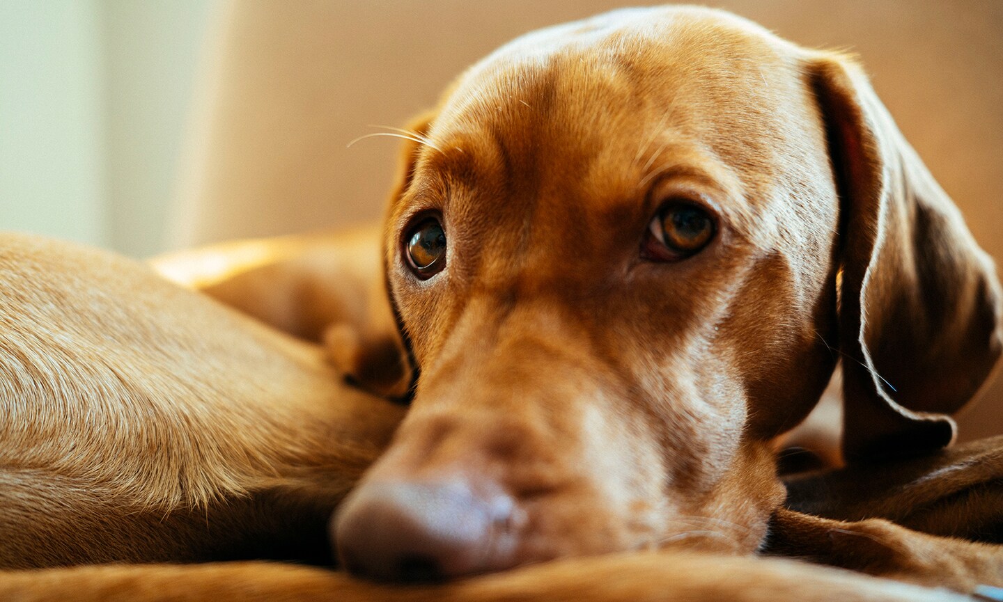 vizsla dog breed
