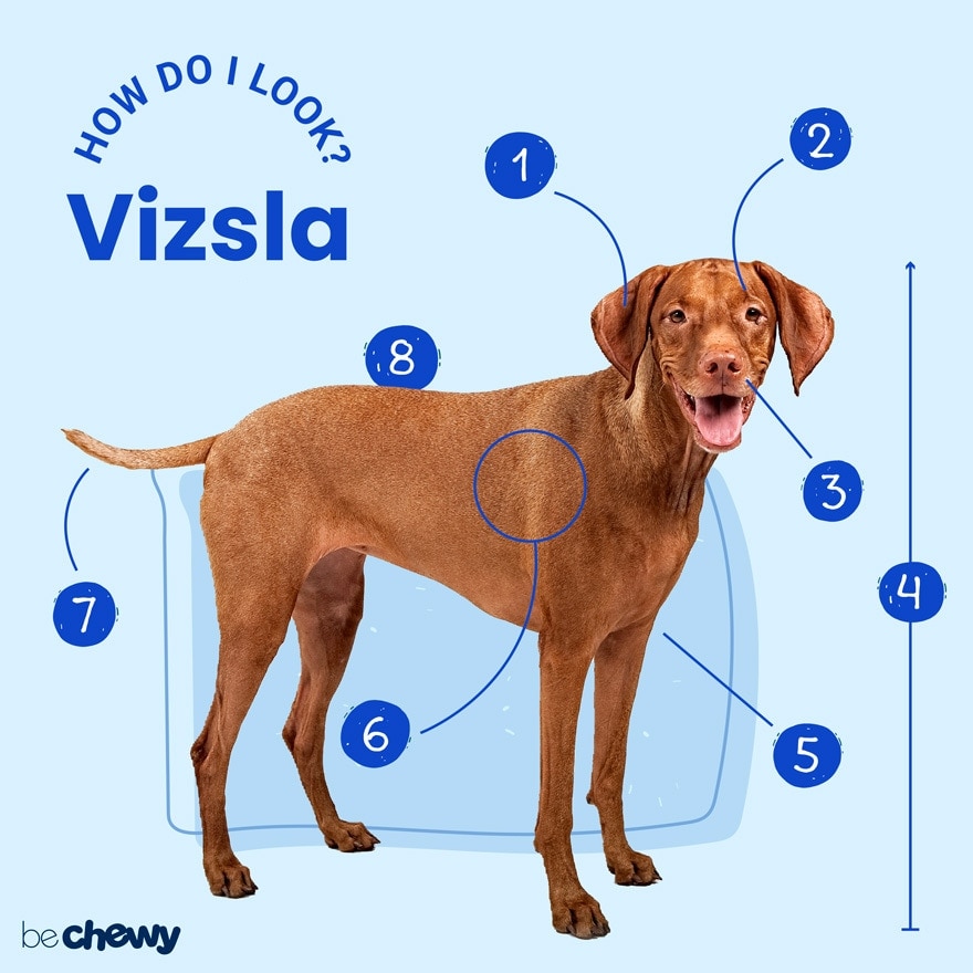 Photo of a Vizsla