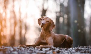 Vizsla