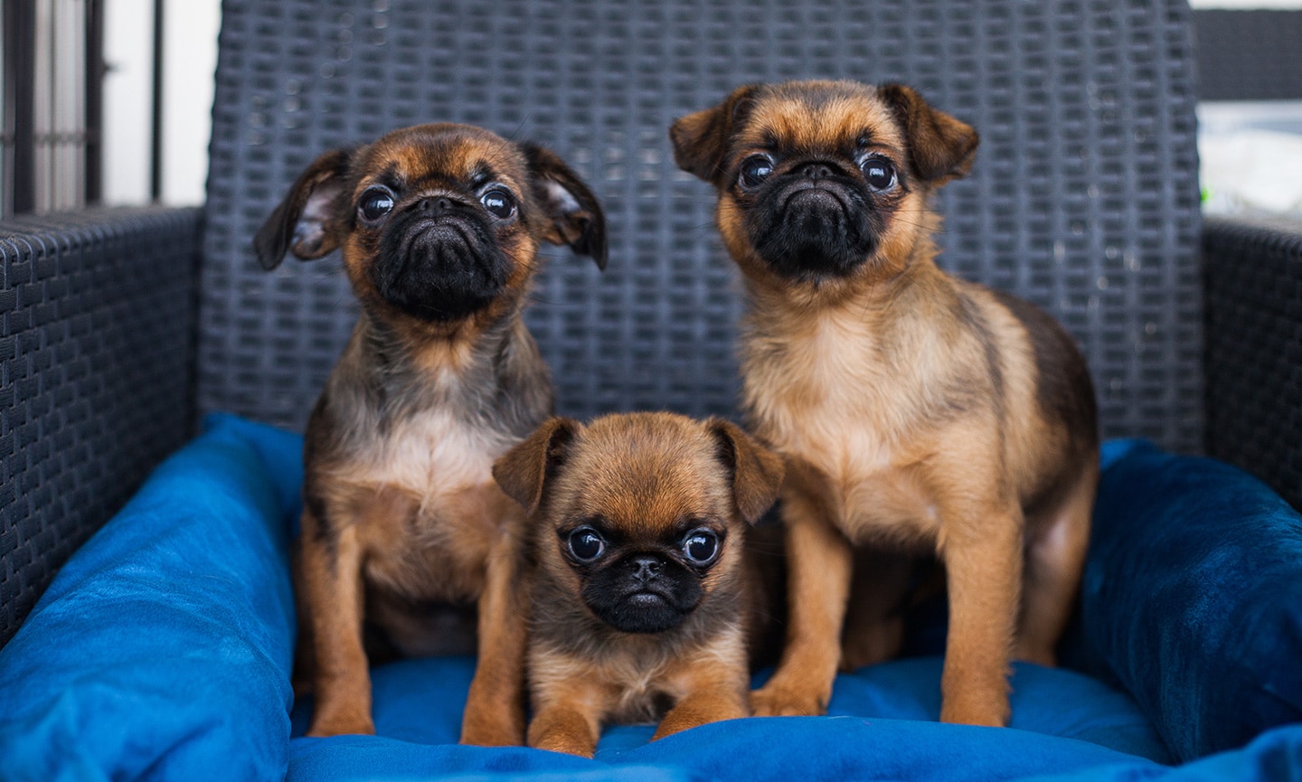 Shops brussels griffon adoption