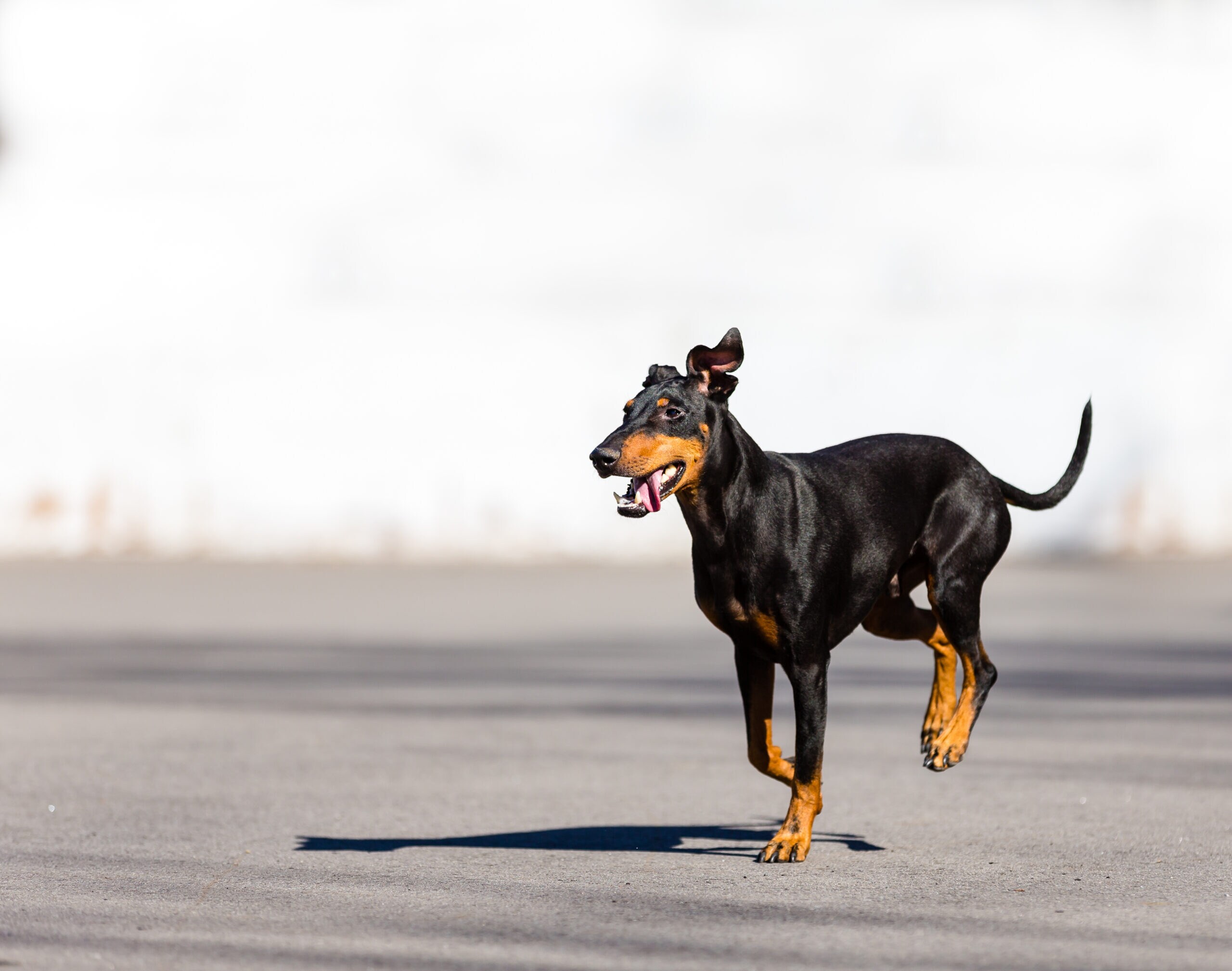 manchester terrier looking up at the camera