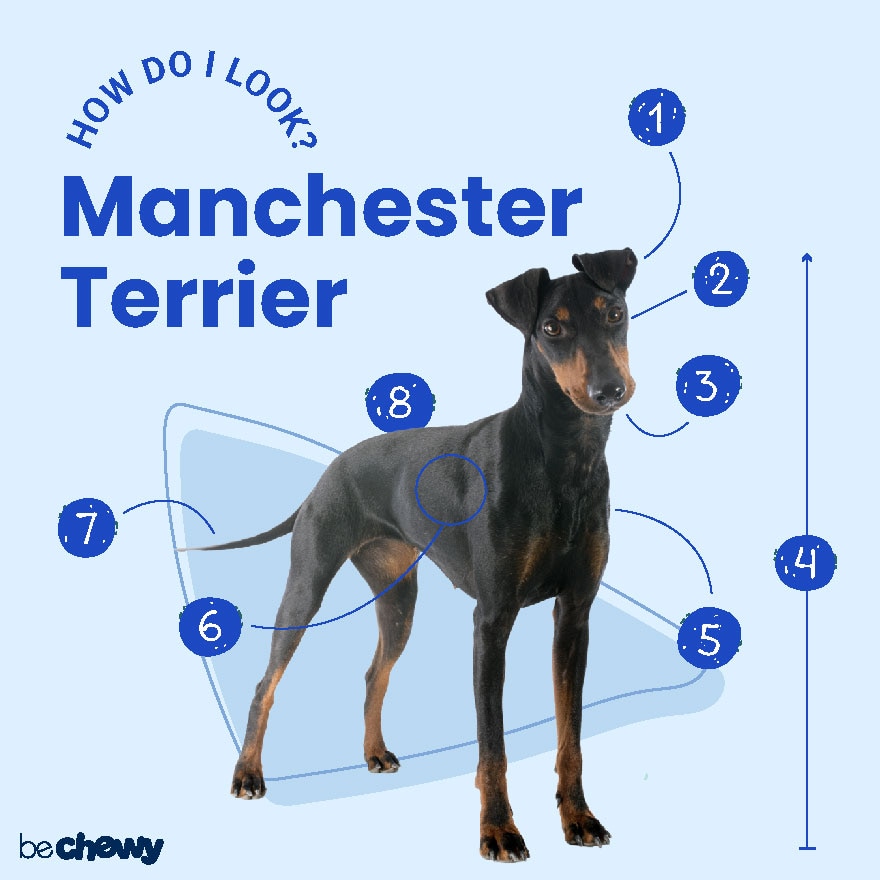 Manchester orders terrier cost