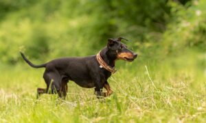 Manchester Terrier