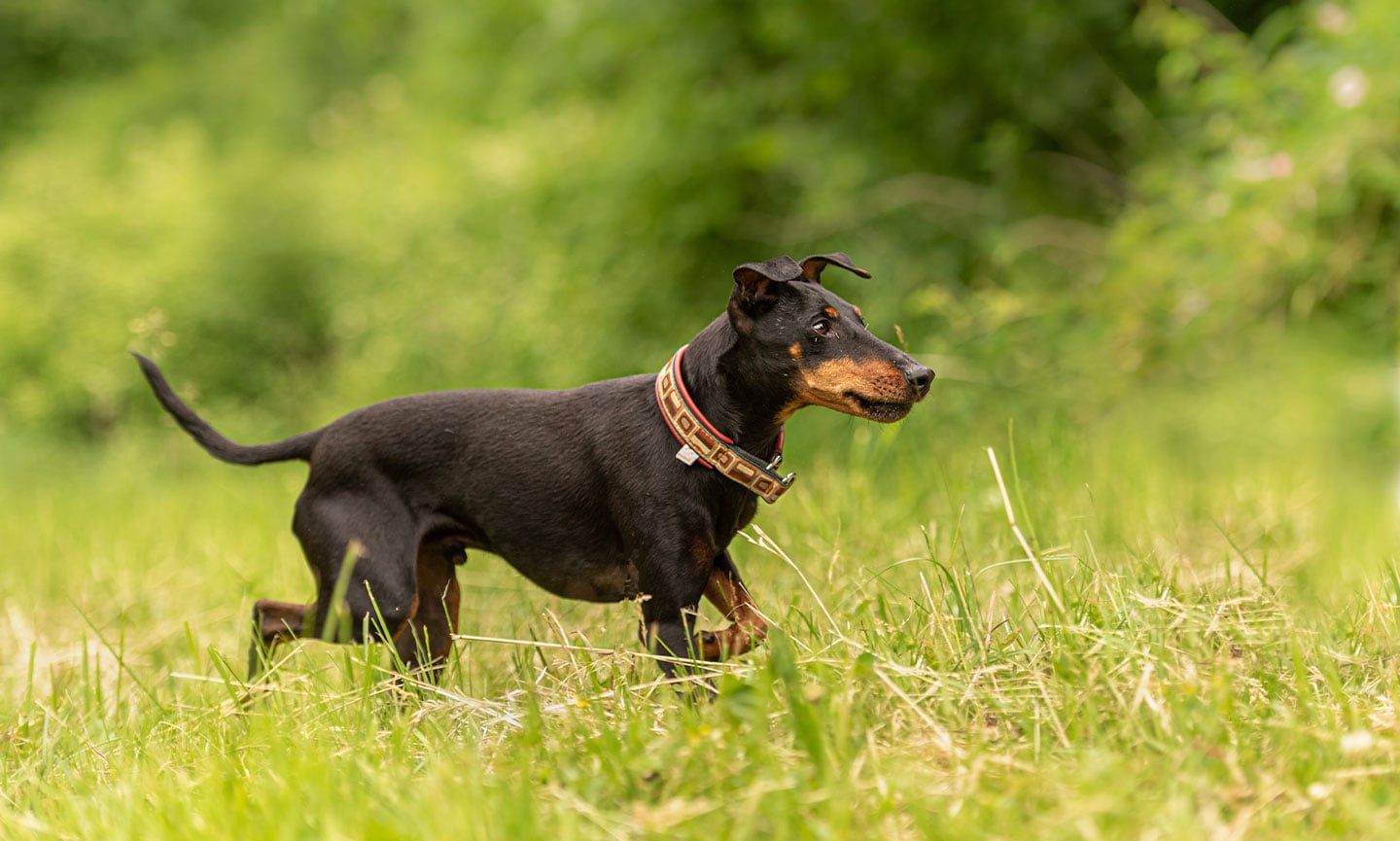 Manchester orders terrier cost